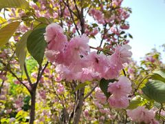 -长白岛森林公园