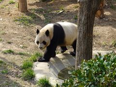 -青岛动物园