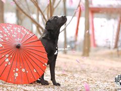 -超宠爱宠物摄影-Super pet