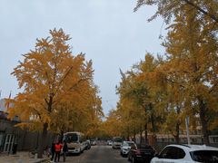 -三里屯东五街银杏大道