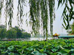 -济南大明湖景区