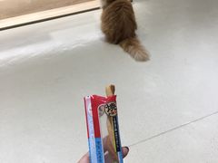 -藏猫猫咖啡主题馆(中央大道店)