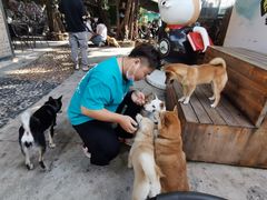 -柴犬高等学院·狗咖·柴犬售卖·宠物训练