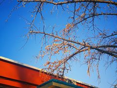 -三里屯东五街银杏大道