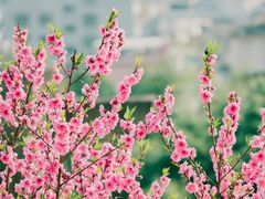 -白水洋景区