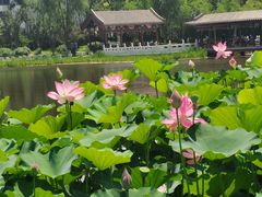 -西海子公园