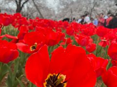 -东湖磨山景区樱花园-停车场