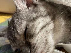 -平行世界·猫咖(首经贸店)