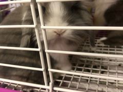 -钓仓鼠(洋桥北里小区店)