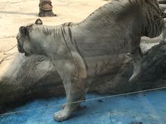 -灵玲国际马戏城