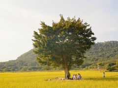 -艾米稻香小镇