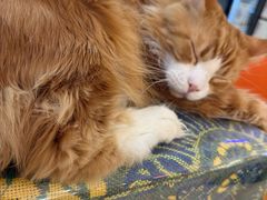 -平行世界·猫咖(首经贸店)