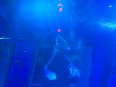 -太平洋海底世界