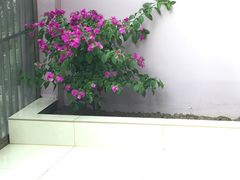 -双季花艺园艺市场(浦东店)