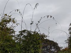 -望江楼公园