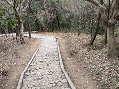 -上海佘山国家森林公园天马山园