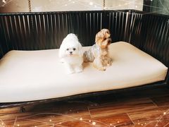 -上海崇明金茂凯悦酒店