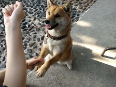 -柴犬高等学院·狗咖·柴犬售卖·宠物训练