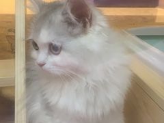 -爪爪喵星球·猫舍(前海卓越店)