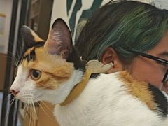 -瑞派康怡24h宠物医院·犬猫医疗中心·微创绝育(瑞景分院)