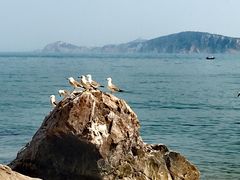 -海驴岛(荣成市)