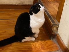 -猫小院猫主题餐厅(南锣旗舰店)