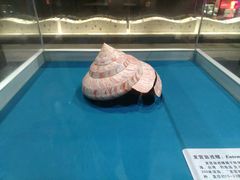 -青岛贝壳博物馆