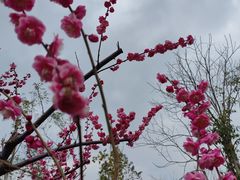 -花开海上生态园