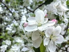 -海棠花溪(元大都城垣遗址公园)