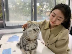 -喵的天空名猫咖啡馆·撸猫·猫舍·用品