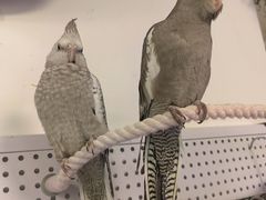 -吉丁鸟咖·异宠·寄养