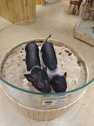 点击看大图 -小象动物公园