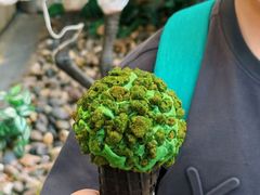 -鹤茶野所(上海首店)