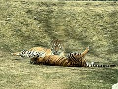 -北京野生动物园