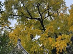 -惠山古镇·寄畅园