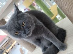 -喵园·猫主题咖啡厅·撸猫·猫咖(国贸店)