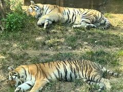 -大连森林动物园