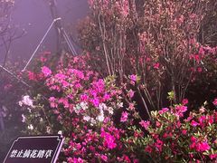 -梧桐山风景名胜区