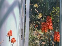 -深圳仙湖植物园