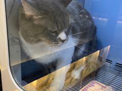 -十年猫舍·猫咪专门店(普陀店)