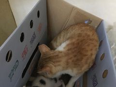 -瑞鹏宠物医院·骨科·猫科·内科(第一中心)