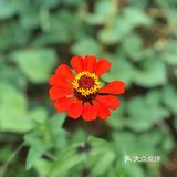 ひまわり