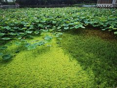 -荔湾湖公园