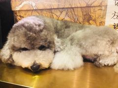 -more than meow吴止猫主题餐厅(承德 中船汇店)