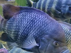 -上海海洋水族馆