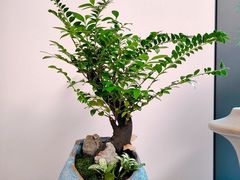 -溪岸路花鸟市场