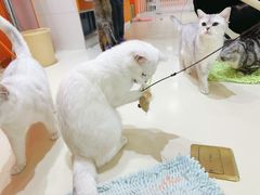 -三花喵·撸猫购宠·宠物生活馆(虹桥南丰城店)