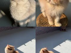 -豆逗聊愈猫阁Easy Life