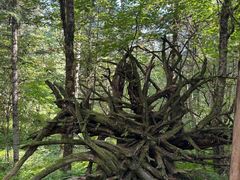 -五营红松林海景区