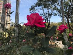 -人民公园(罗湖区)